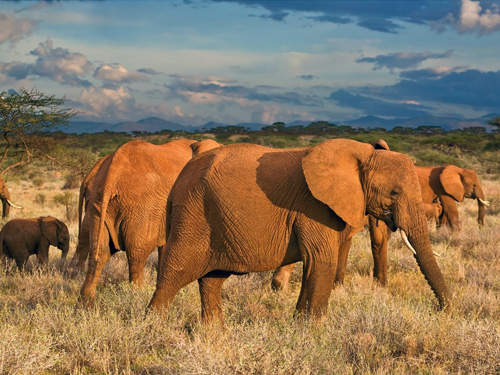 slony-afrika-dovolenka-kena